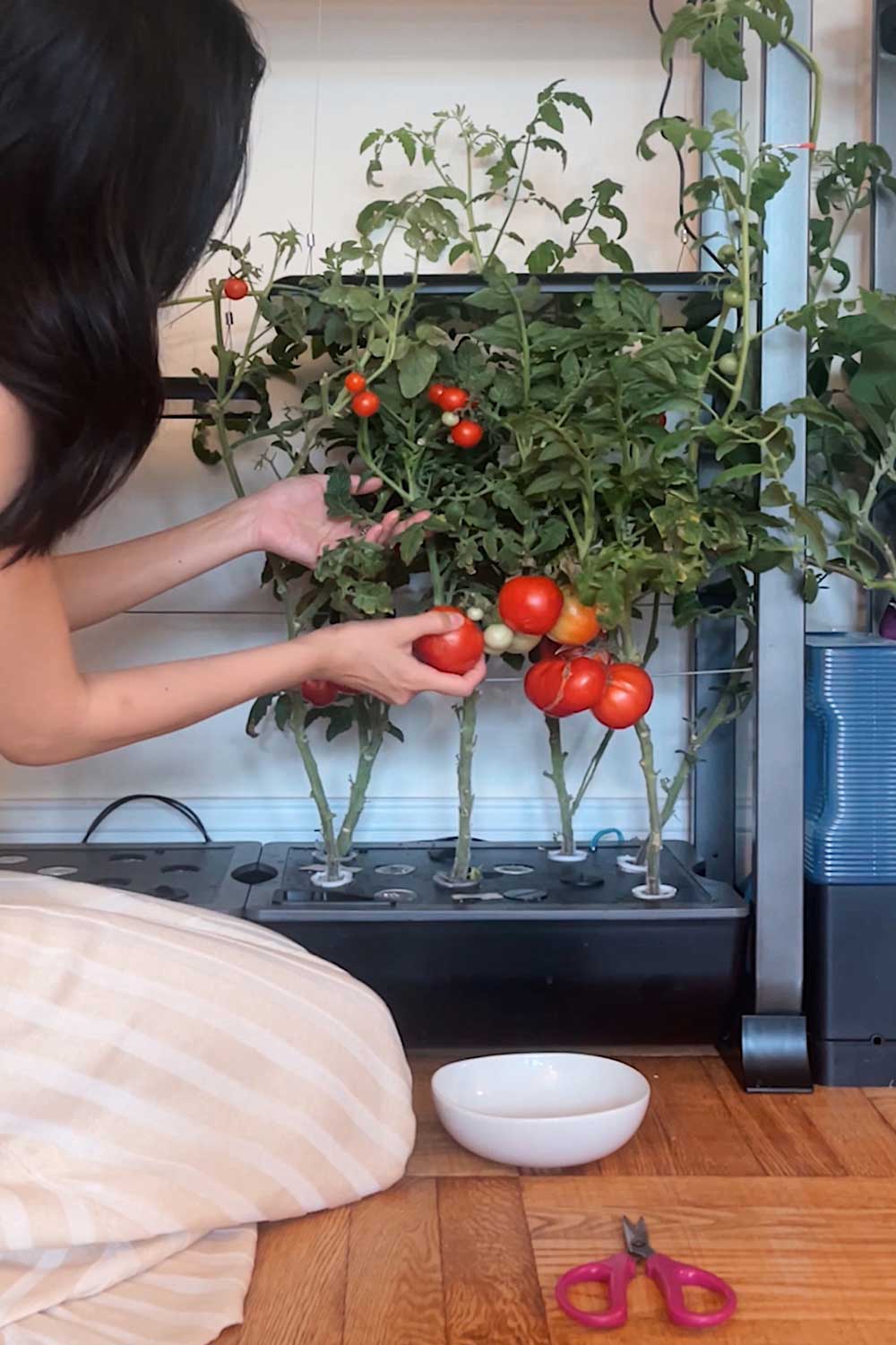 how-to-grow-vegetables-indoors