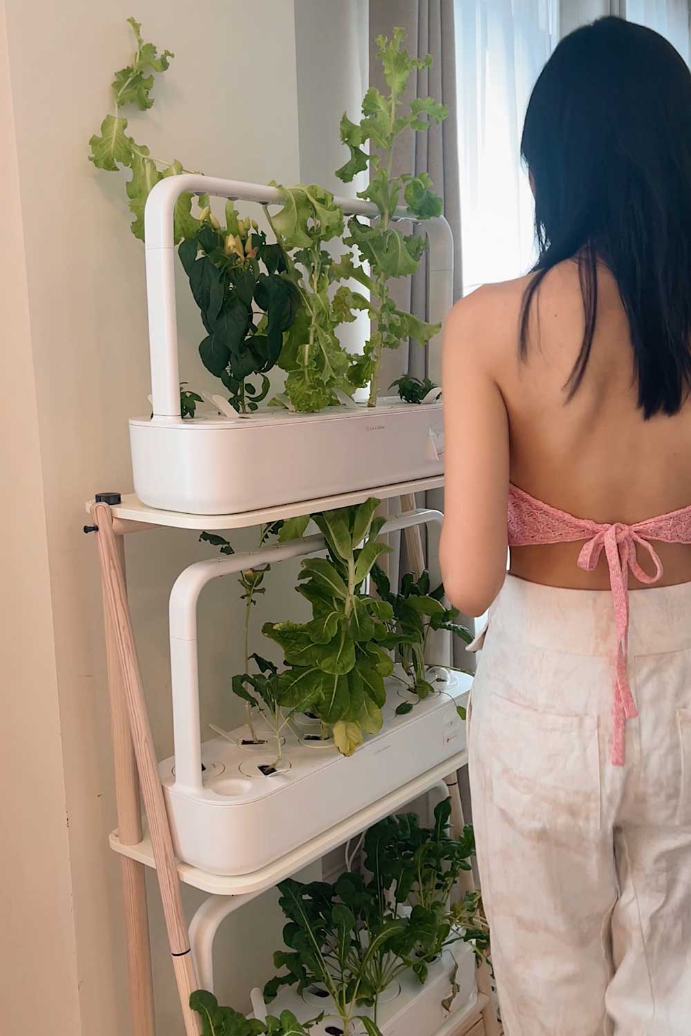 how-to-harvest-lettuce