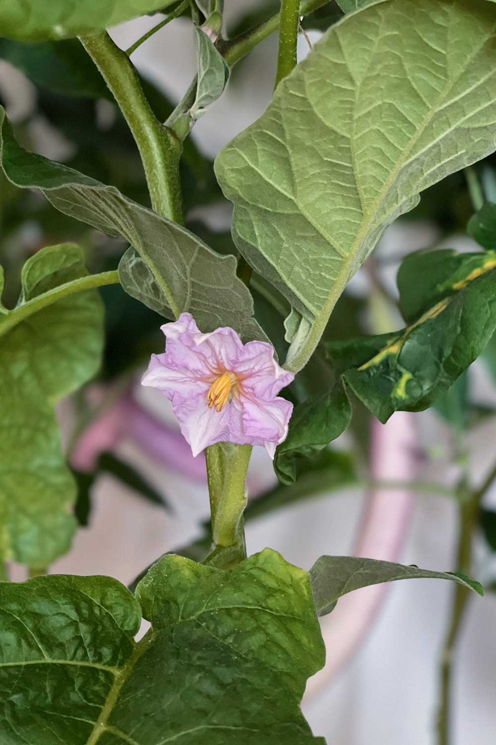 how-to-pollinate-asian-eggplant-flowers-troubleshooting