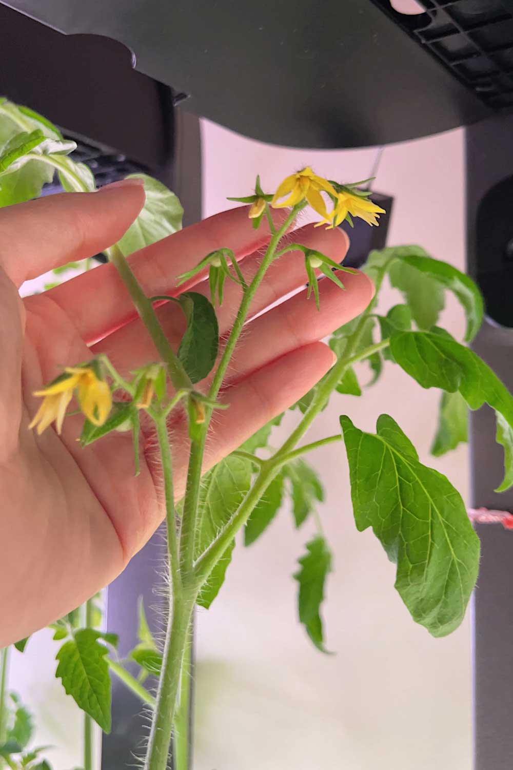 how-to-pollinate-indoor-tomato-plants