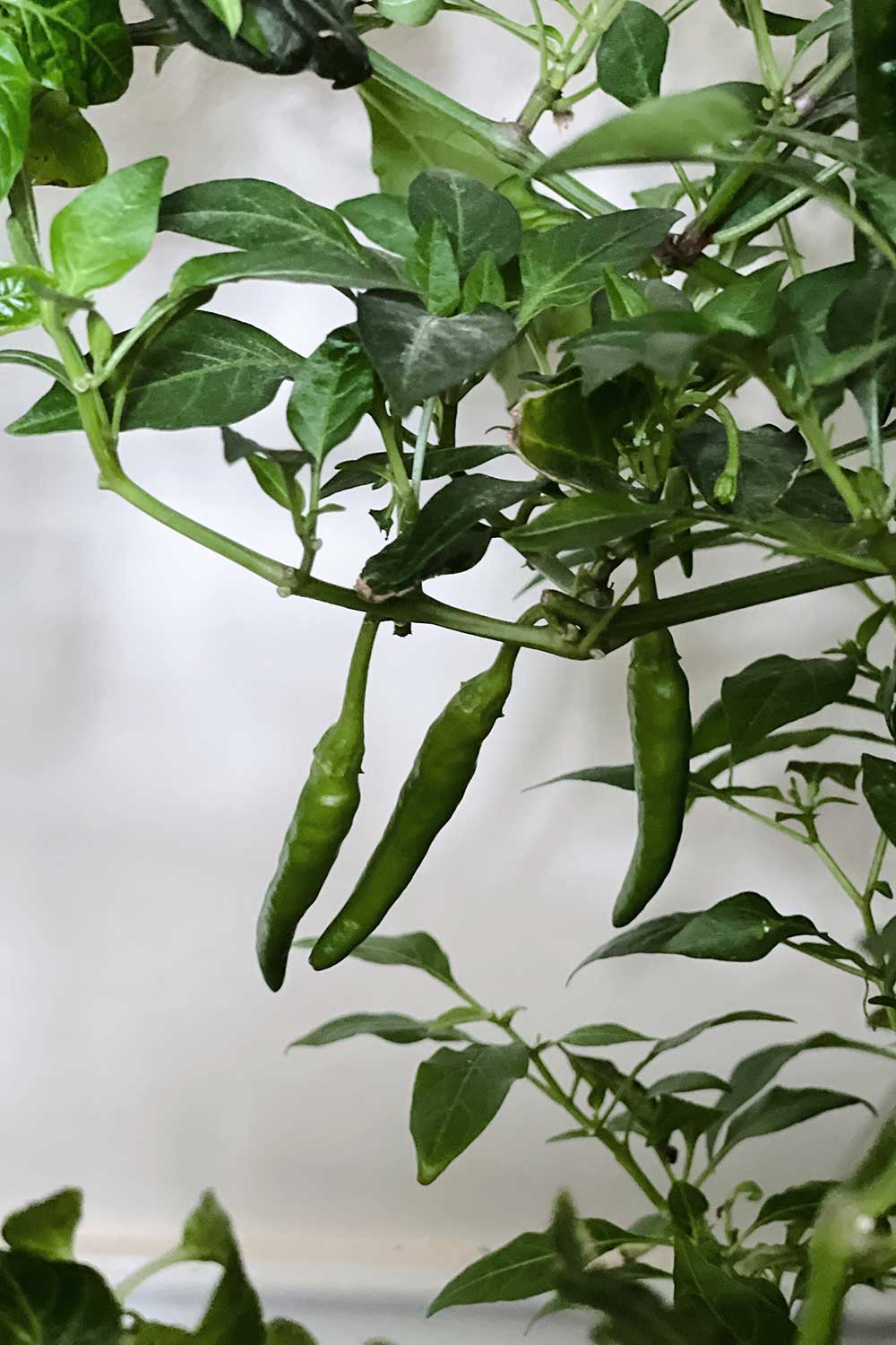 how-to-prune-peppers-for-maximum-yield-growing-indoors-hydroponically