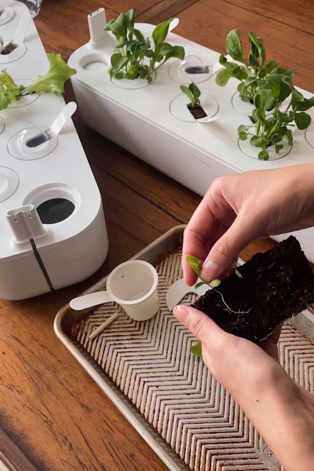 how-to-thin-seedlings-and-save-extras