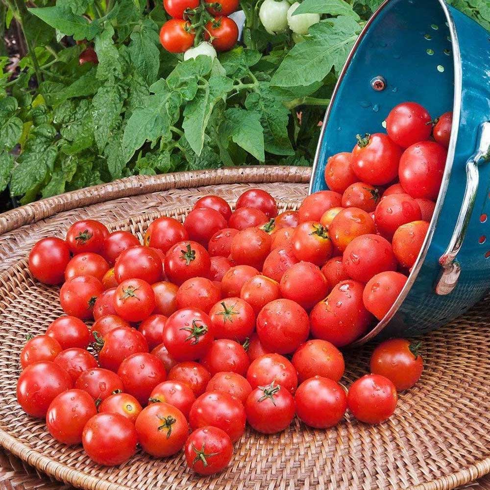 husky-cherry-red-tomato
