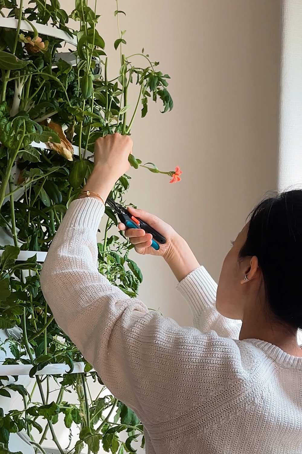 hydroponic-flowers-grown-indoors-lettuce-grow-farmstand