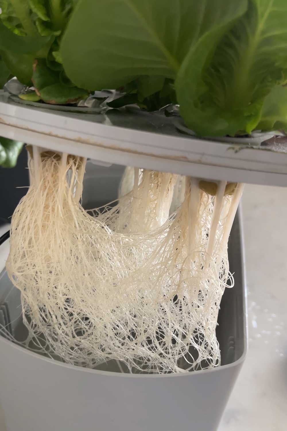 hydroponic-lettuce-roots-grown-indoors-aerogarden-harvest