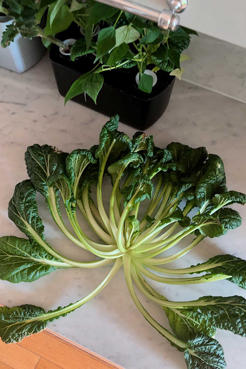 hydroponic-tatsoi-grown-indoors