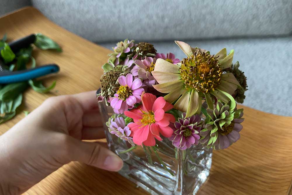 hydroponic-zinnia-flowers-grown-indoors-apartment-garden