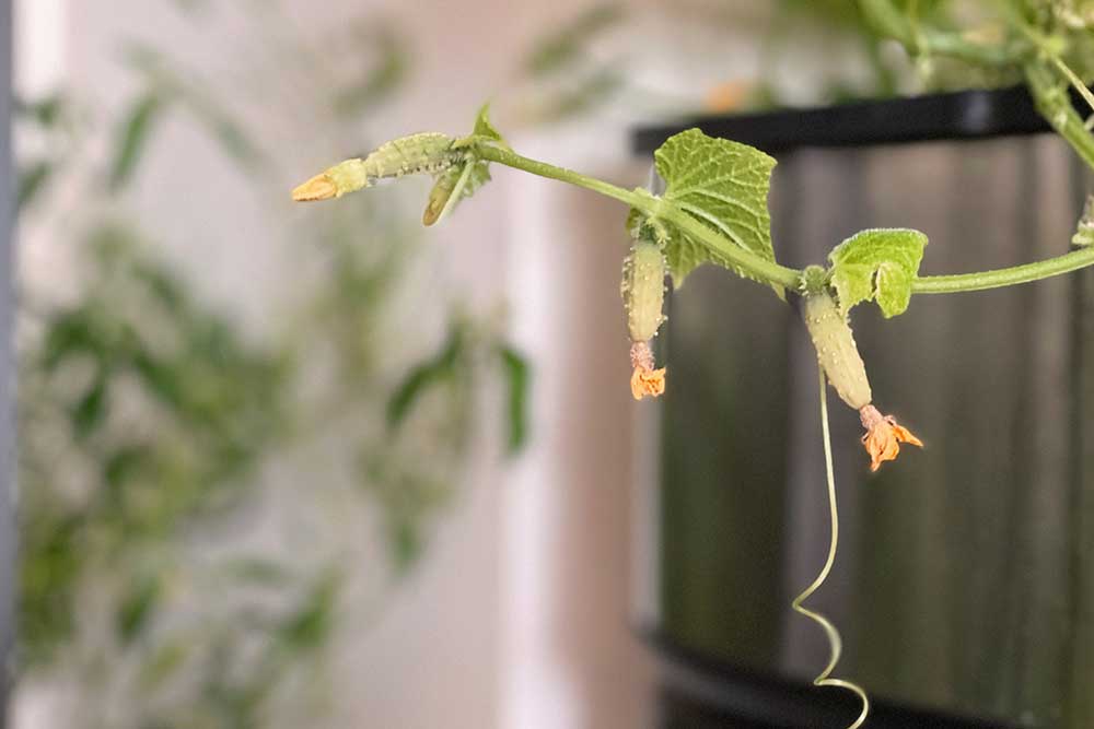 indoor-cucumbers-unsuccessfully-pollinated