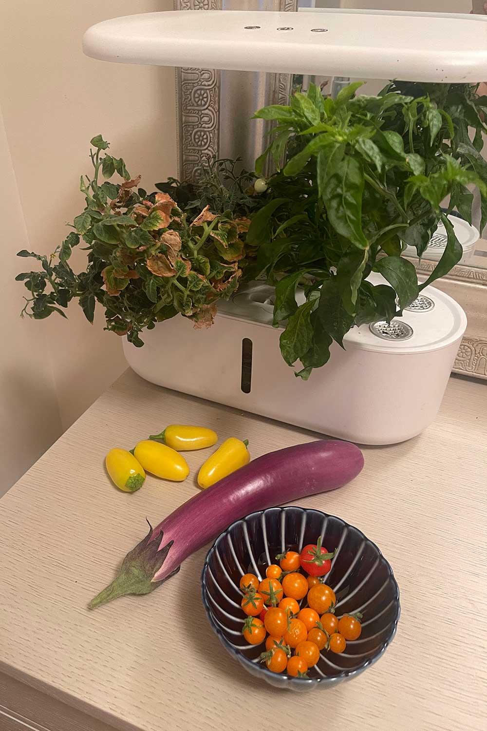 indoor-garden-harvest-orange-hat-cherry-tomatoes-lemon-jalapenos-and-chinese-eggplant