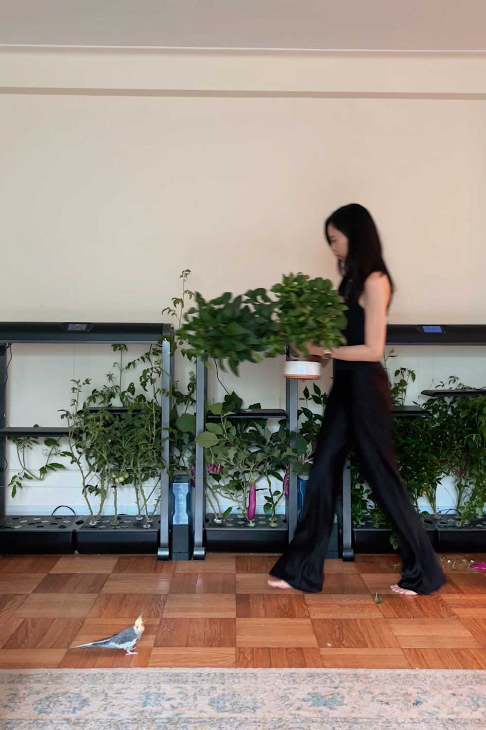 indoor-garden-with-eggplants-and-hot-peppers-in-new-york-city-apartment