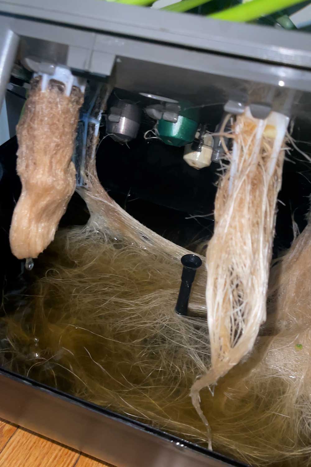 indoor-gardens-with-hydroponic-roots-in-water