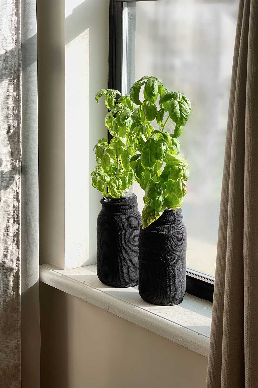 indoor-herb-garden-kratky-hydroponics