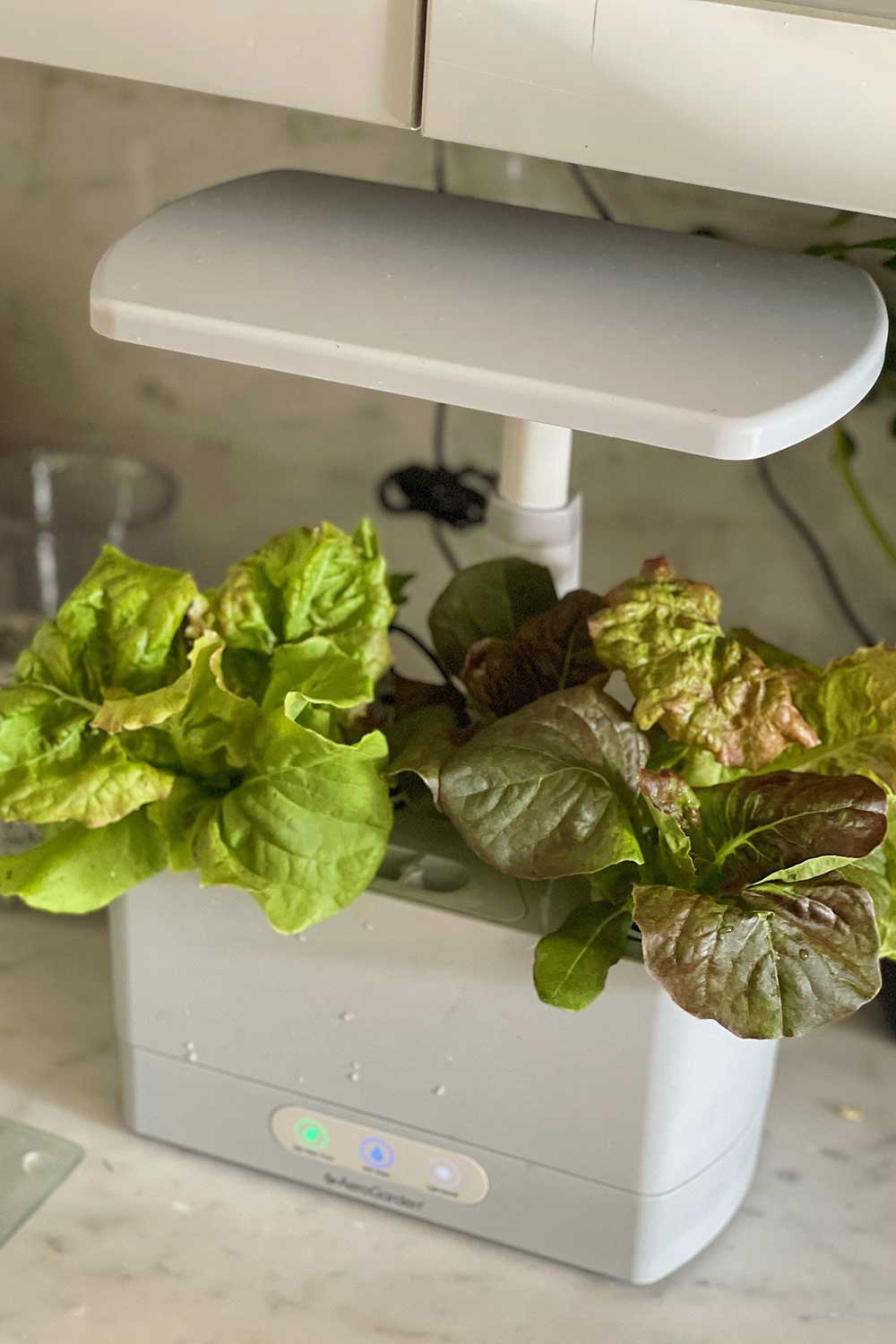 indoor-lettuce-garden-aerogarden-harvest-hydroponic-system