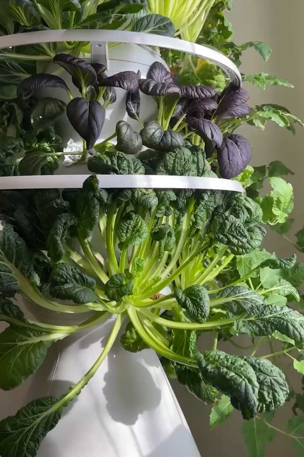 indoor vegetable garden of bok choy on lettuce grow farmstand hydroponic tower