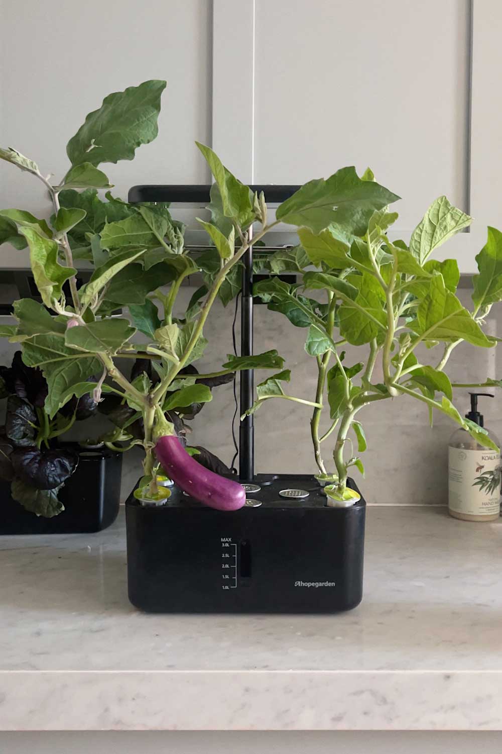 japanese-pickling-eggplant