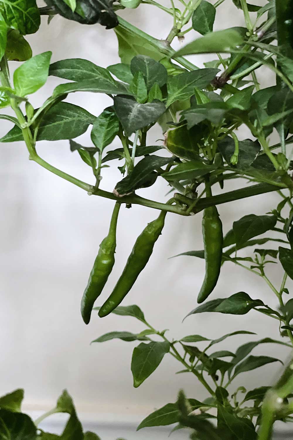 korean-green-pepper