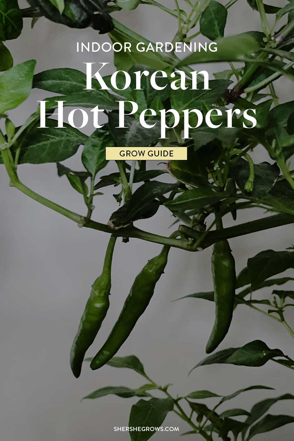 korean-pepper-aerogarden