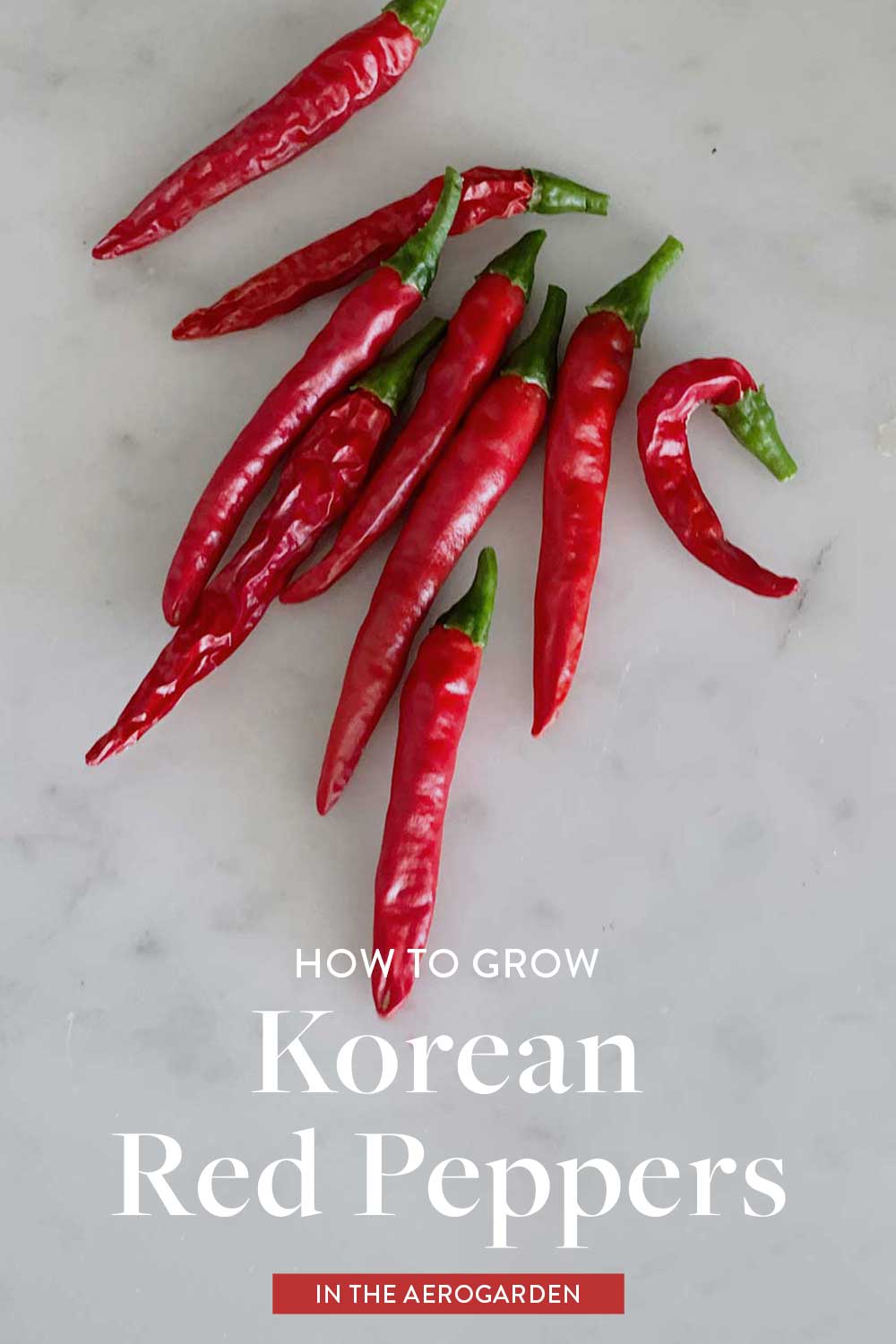 korean-red-pepper-growing-guide