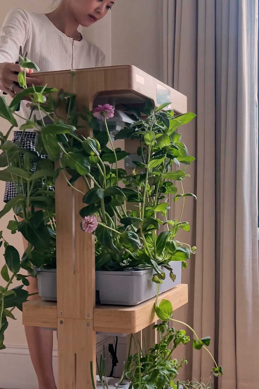letpot home two tier indoor hydroponic garden with zinnias thai basil genovese basil rosemary and chives