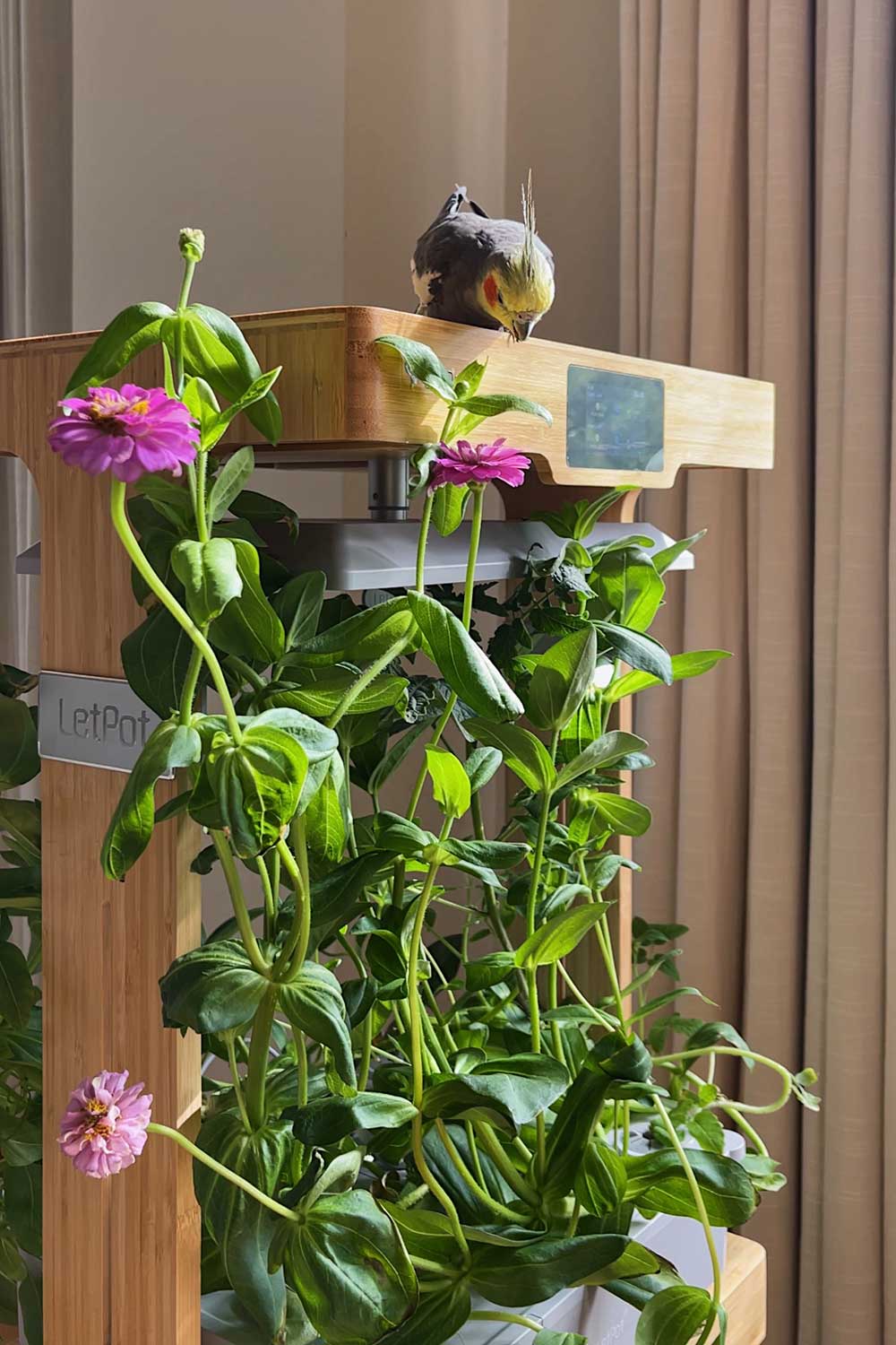 letpot-lph-home-review-indoor-gardening