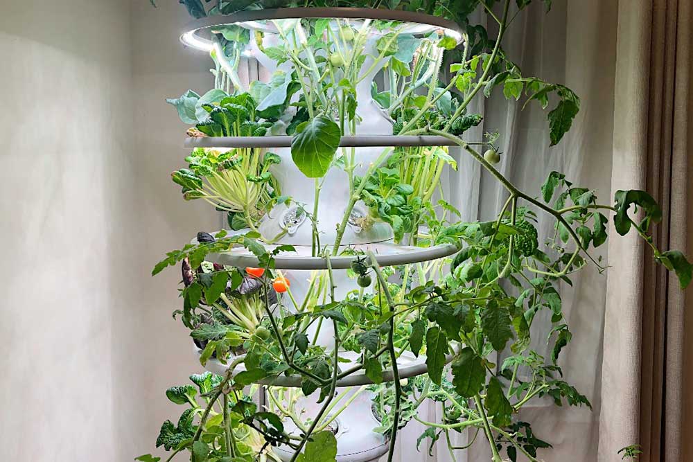 lettuce-grow-indoor-farmstand-glow-rings