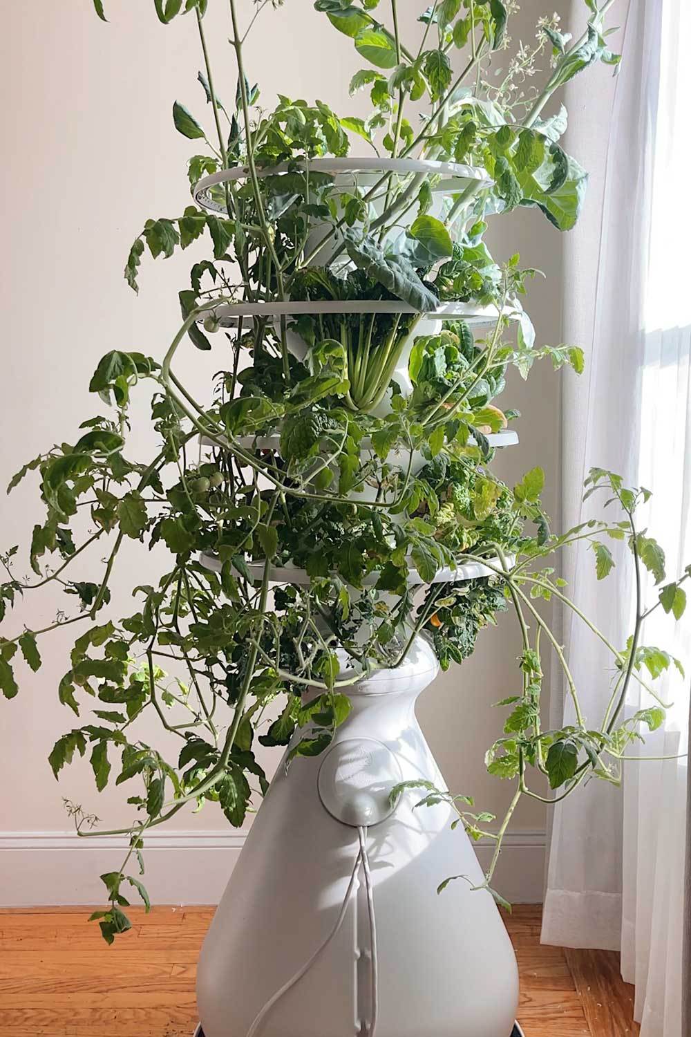 lettuce-grow-indoor-farmstand-near-window