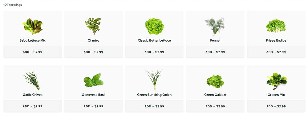 lettuce-grow-seedling-options-2