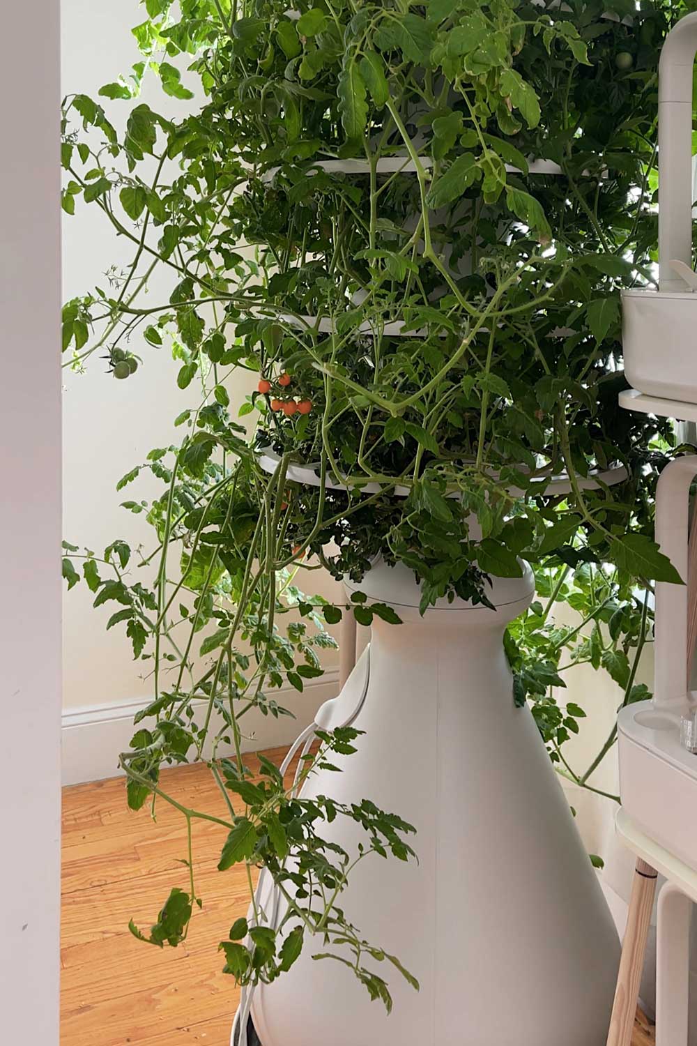 lettuce-grow-tower-garden-with-tomatoes