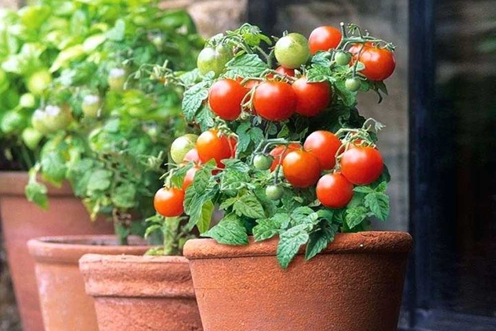 micro-tom-cherry-tomato