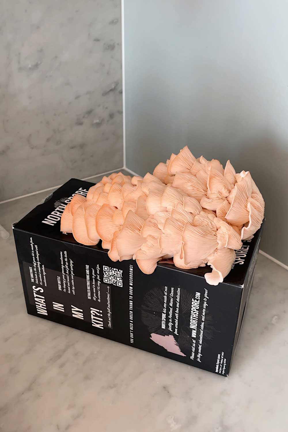 north-spore-pink-oyster-mushroom-review