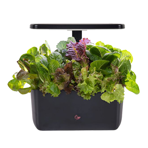 Aerogarden's... Back?