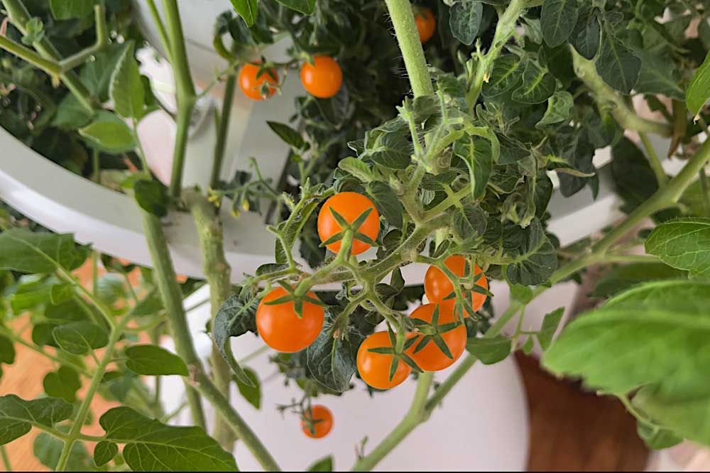 orange-cherry-tomatoes-grown-hydroponically-in-lettuce-grow-vertical-garden