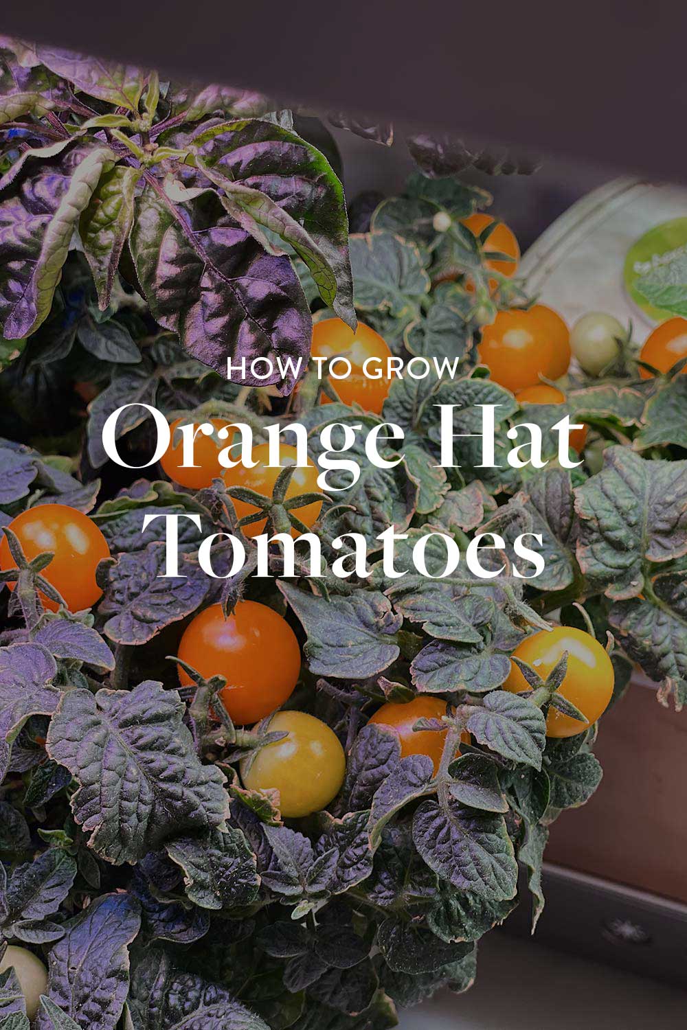 orange-hat-tomato