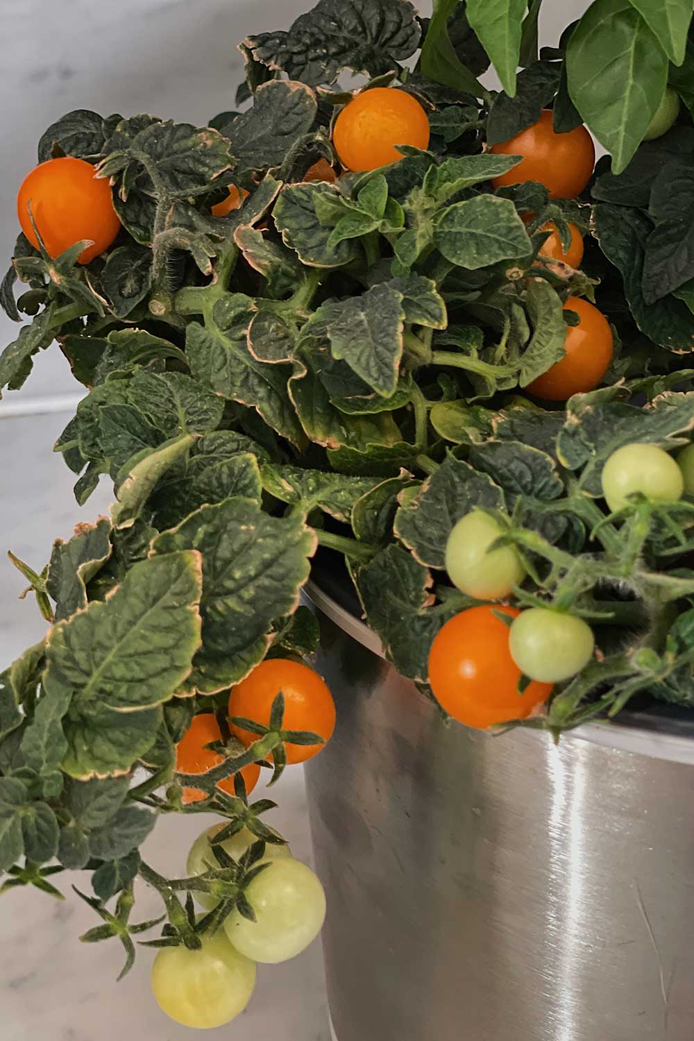 orange-hat-tomato-growing-guide