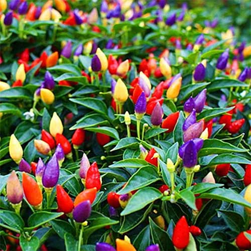 ornamental-pepper-types-chinese-5-color-pepper