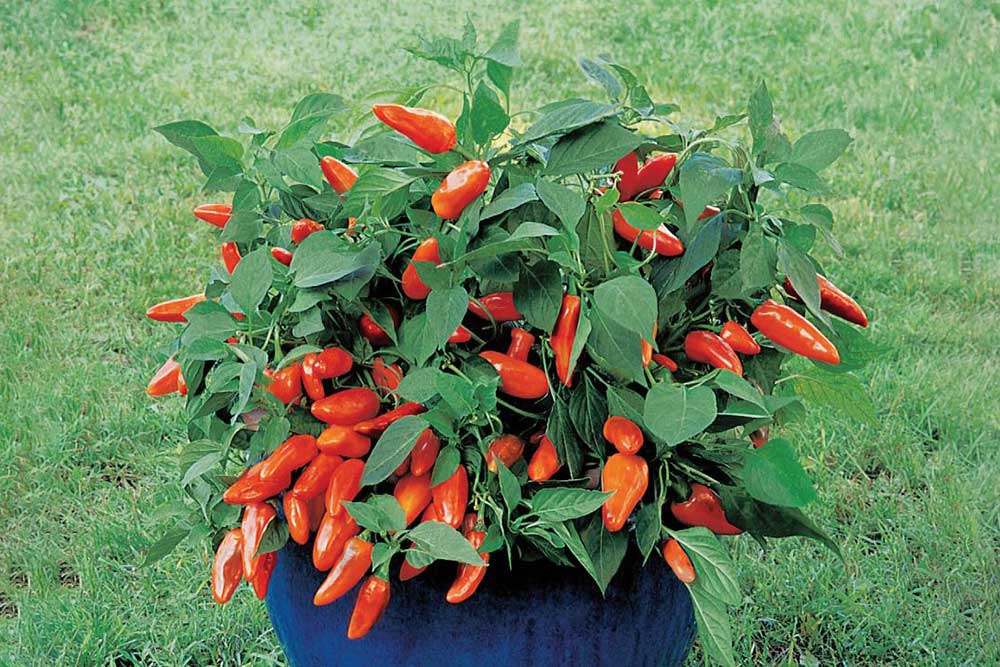 ornamental-peppers-tangerine-dream-pepper