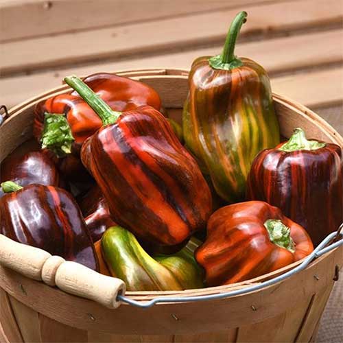 ornamental-sweet-peppers-candy-cane-pepper