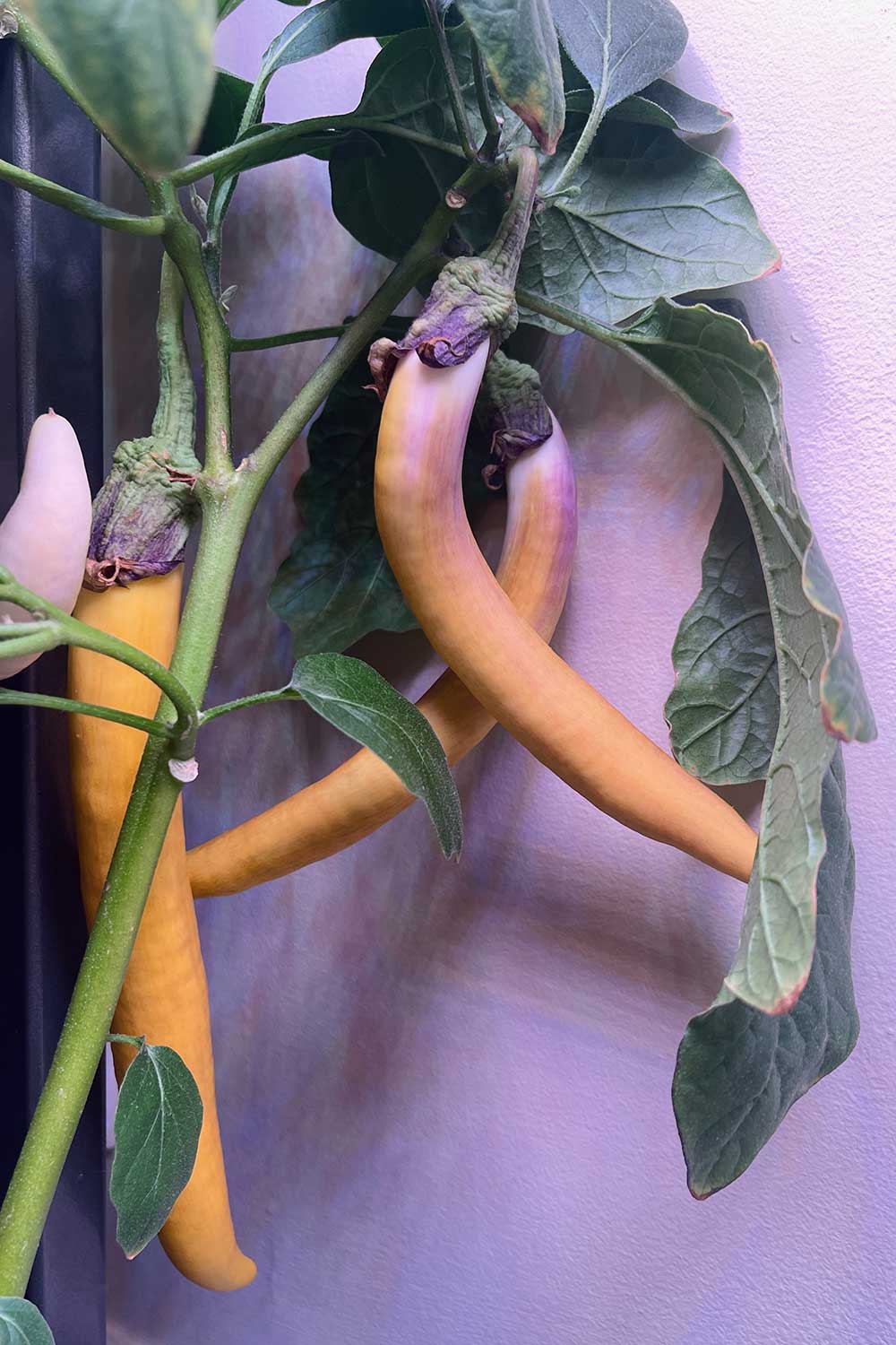 overripe-eggplants-turning-yellow
