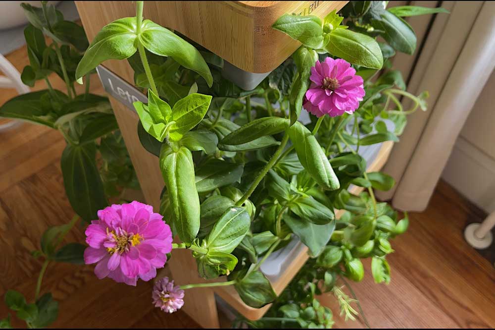 pink-and-purple-zinnias-grown-indoors-in-letpot-lph-home-indoor-garden