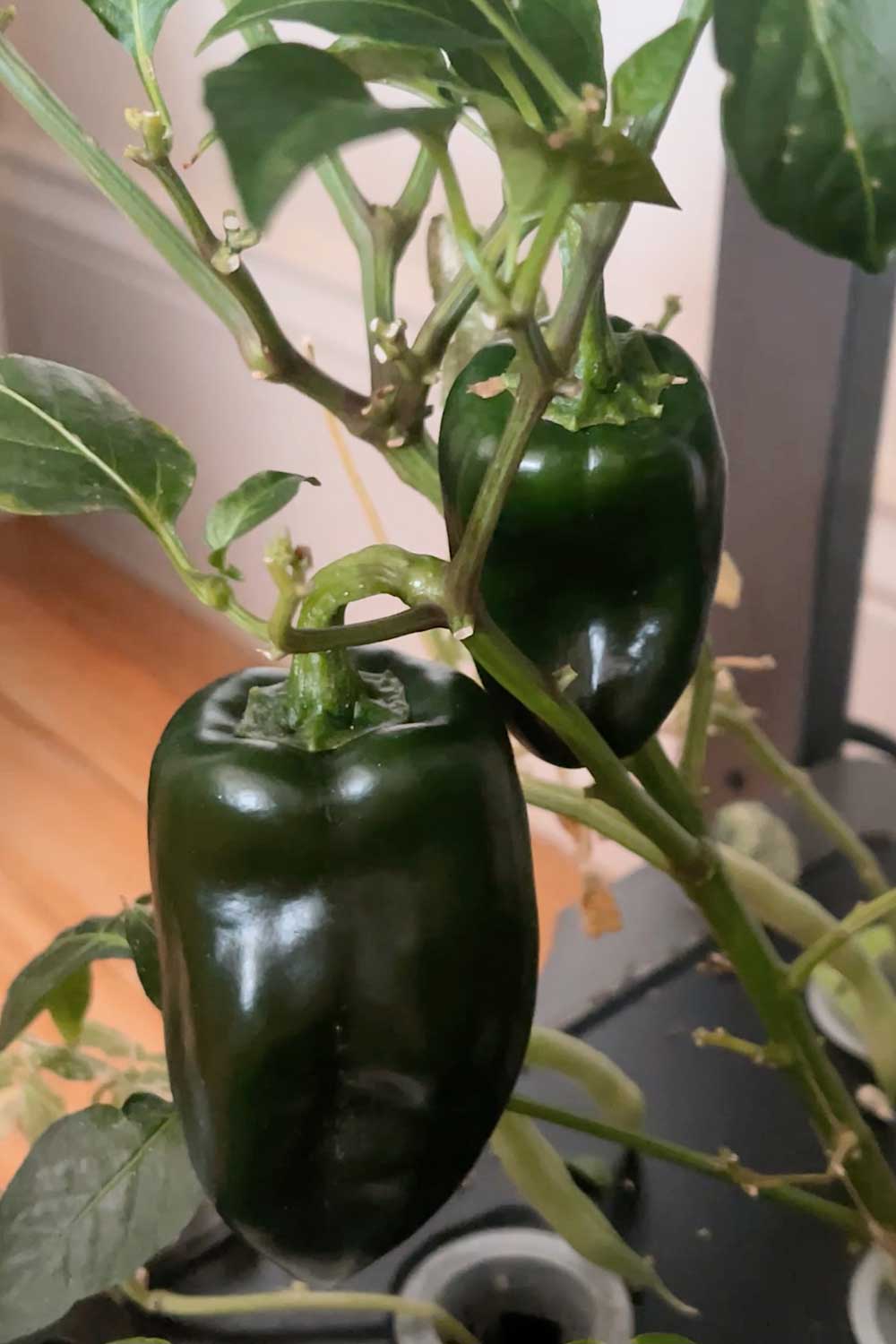 poblano-peppers-grown-indoors-aerogarden-farm