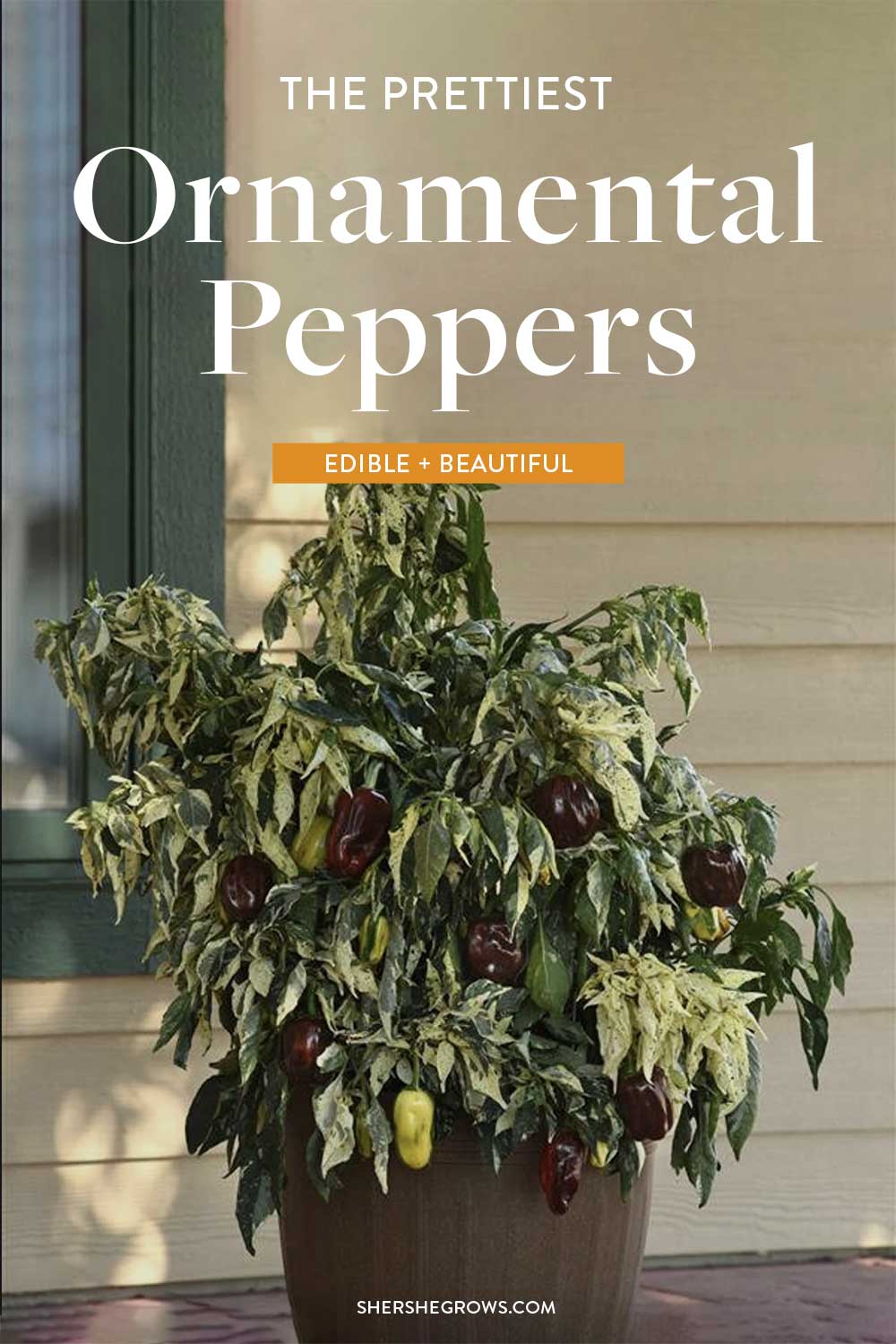 prettiest-ornamental-pepper-varieties