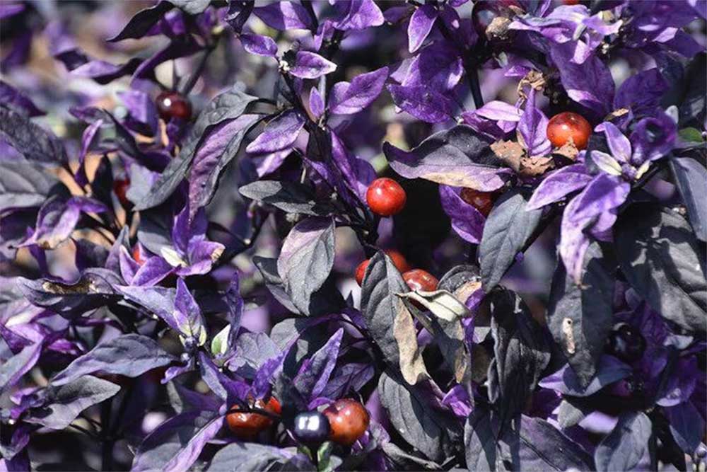 pretty-ornamental-pepper-plants-purple-flash-pepper