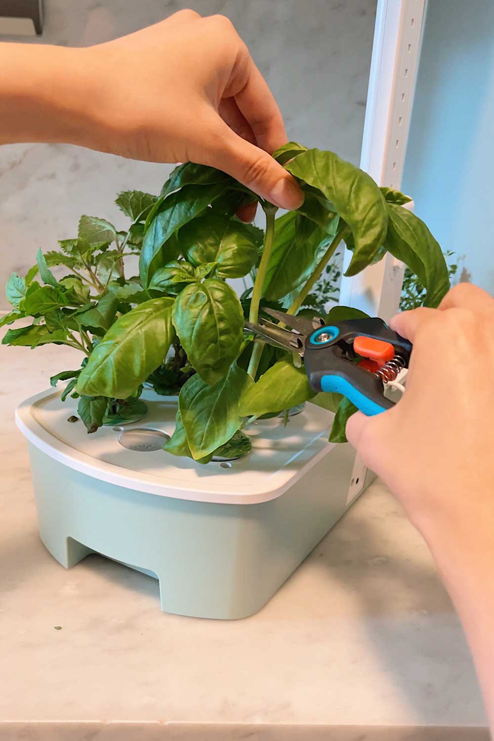 pruning-basil-from-indoor-herb-garden-letpot-air-hydroponic-system