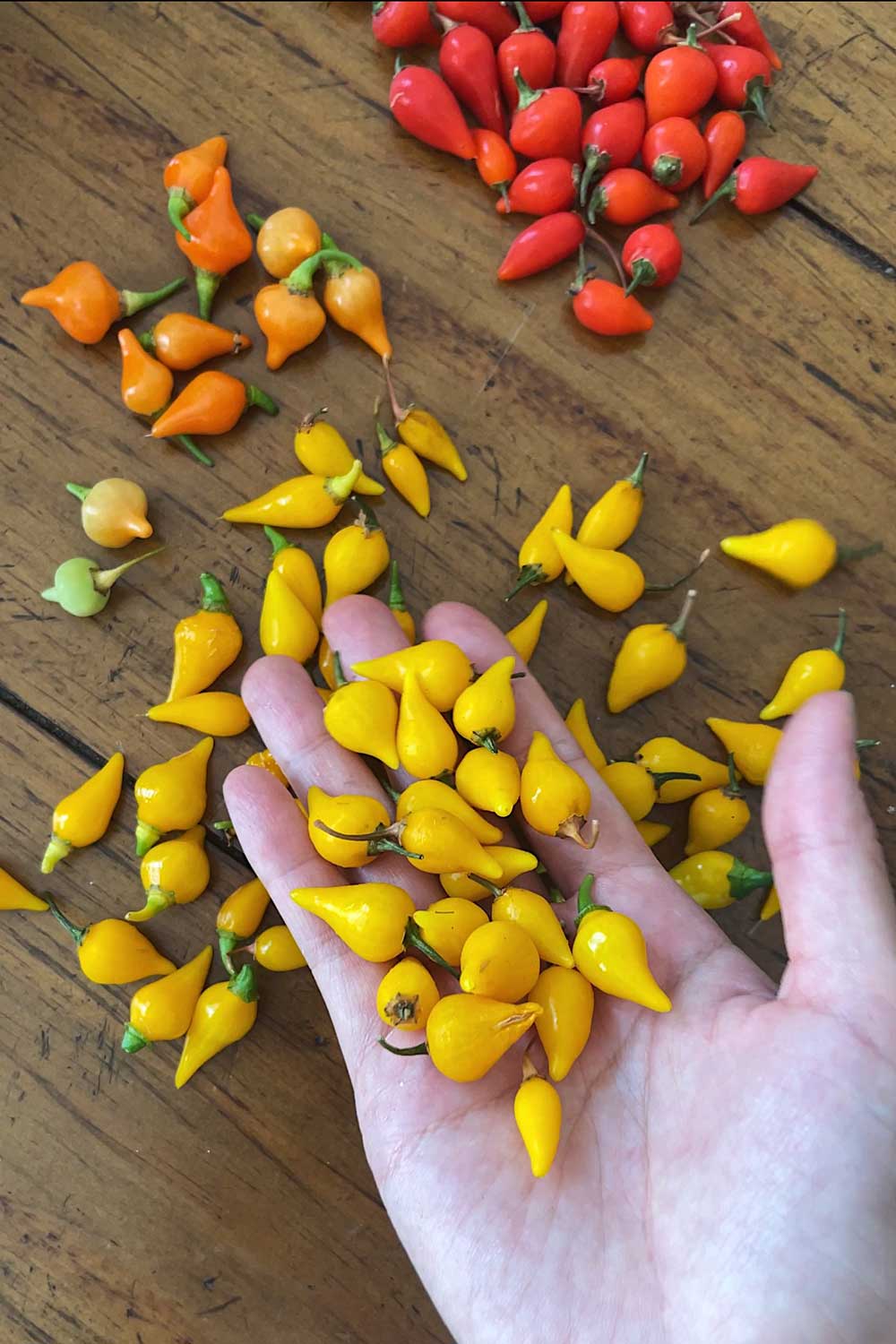 red-yellow-and-orange-biquinho-peppers