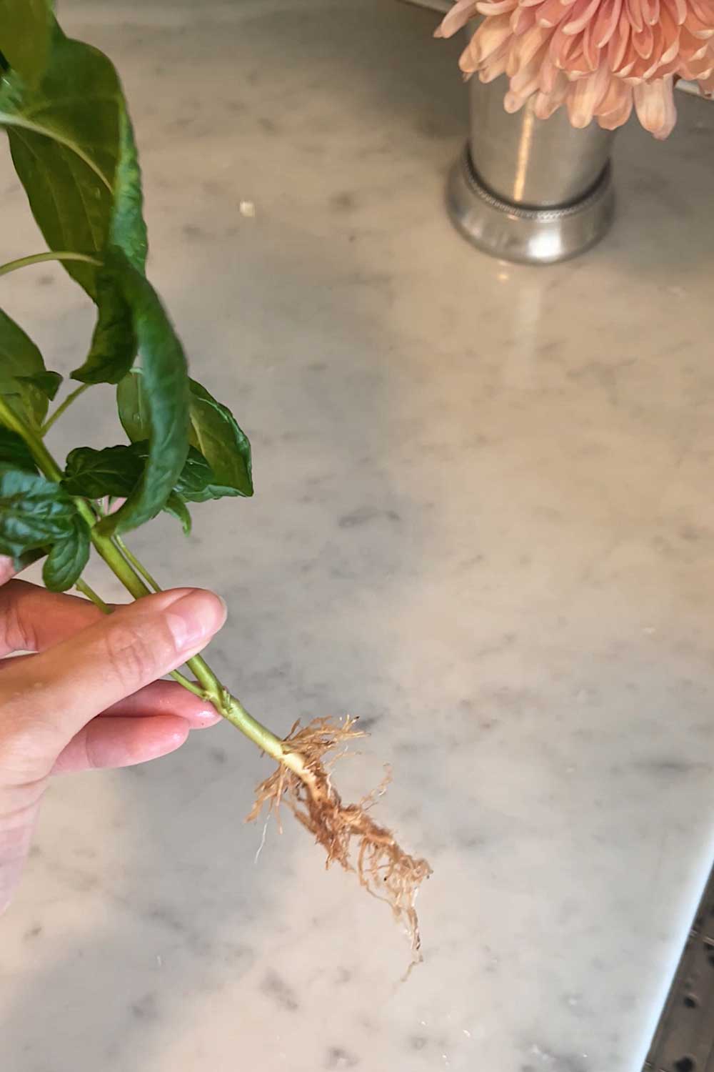 removed click & grow smart soil to expose white hydroponic roots