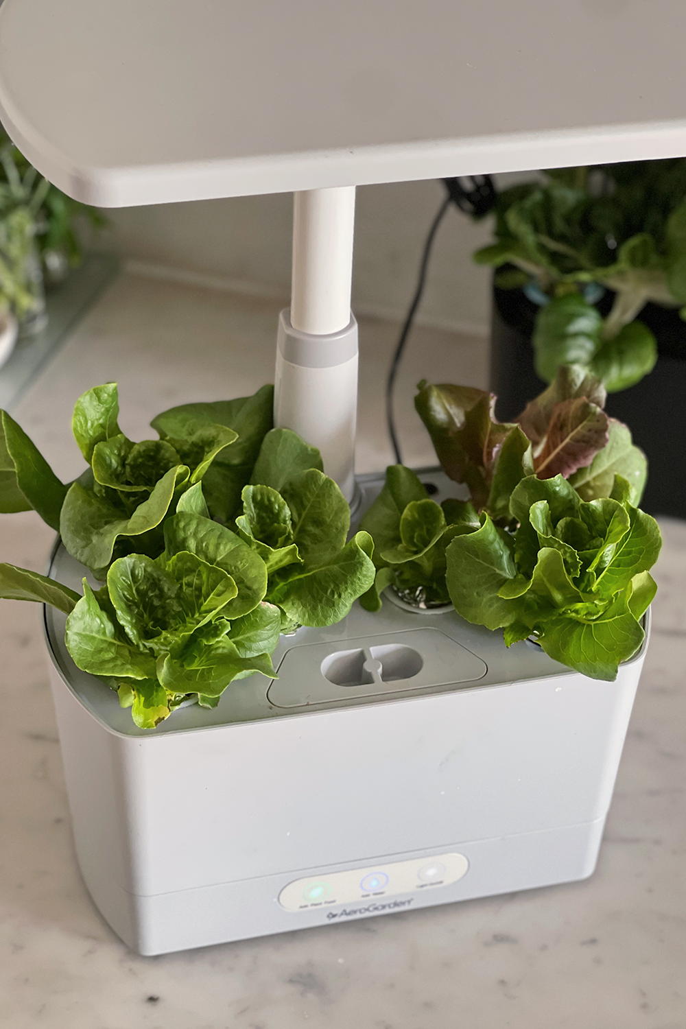 romaine-lettuce-growing-indoors-aerogarden-vs-click-and-grow