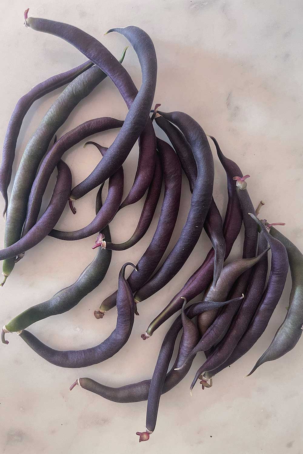 royal-burgundy-bush-beans