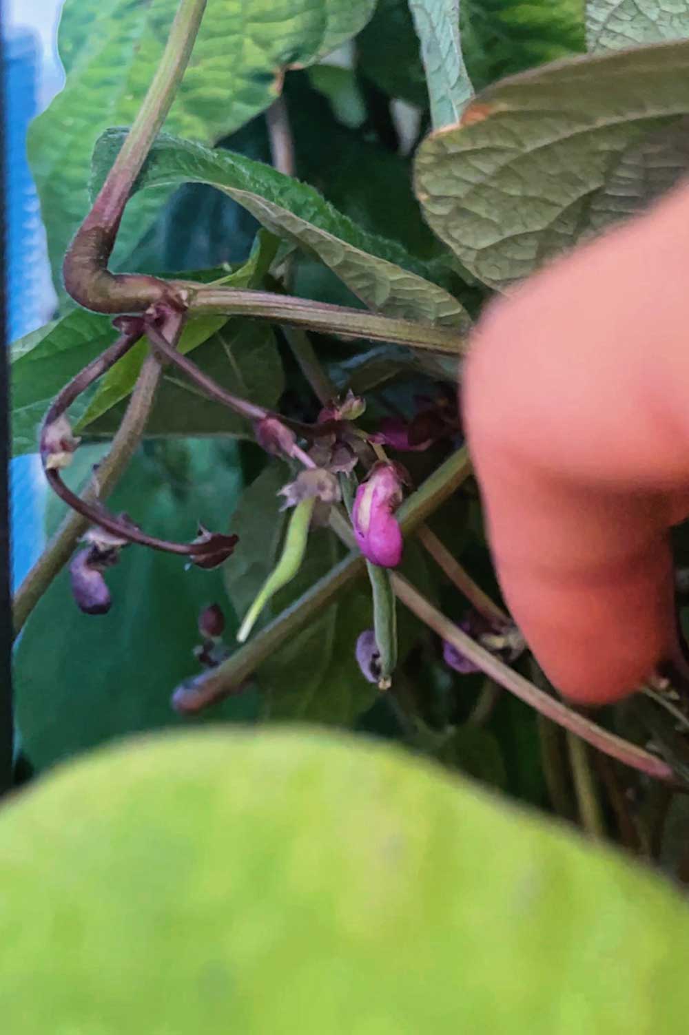 royal-burgundy-bush-beans-have-tiny-purple-flowers