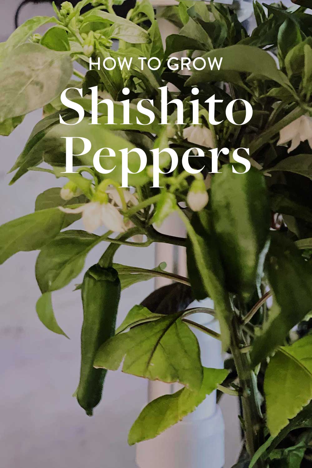 shishito-pepper-plant