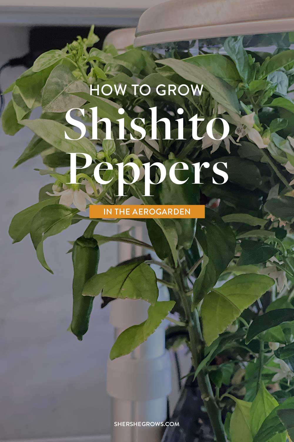 shishito-peppers-grow-guide-aerogarden-hydroponics